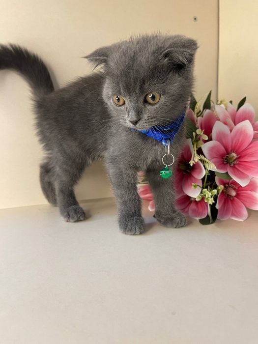 Mushuk, (Scottish fold)