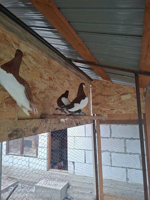 Porumbei volga, satineti si rotati de vanzare