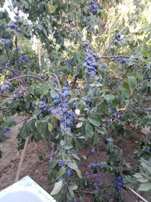 Продам сливы и виноград изобелла