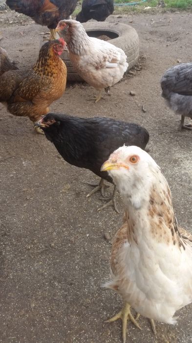 Vând familii de găini Araucana care produc oua verzi fără colesterol