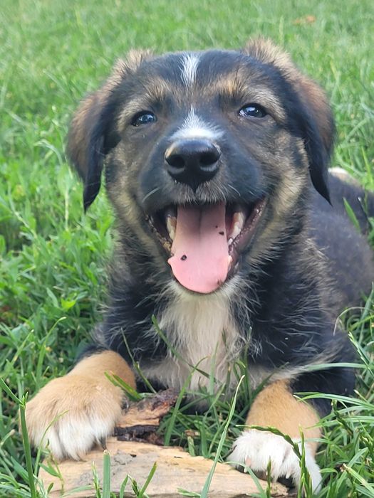 Catelusi pentru adoptie