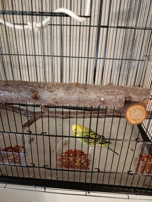 Клетка с попугаями