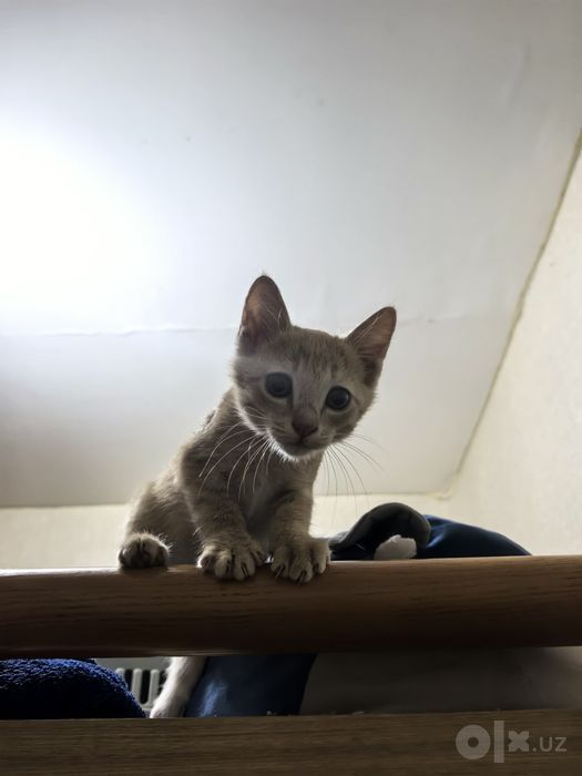 Котёнок в хорошие руки