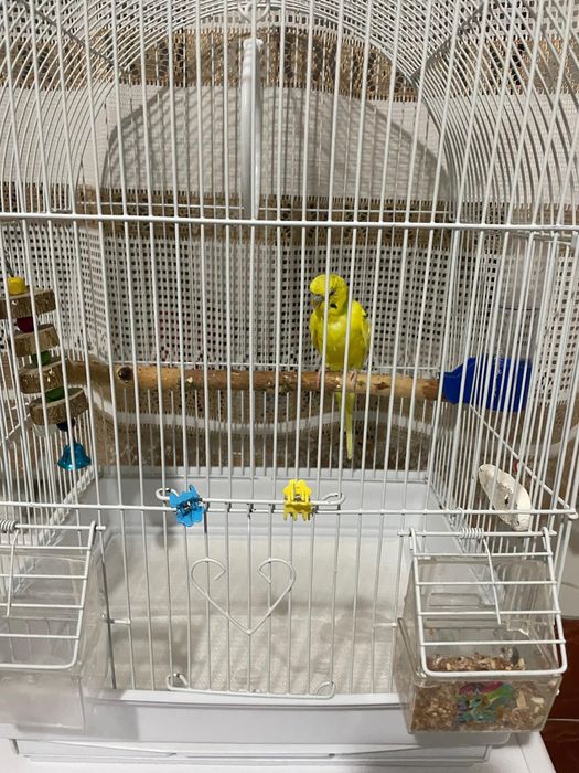 Продам попугая с клеткой