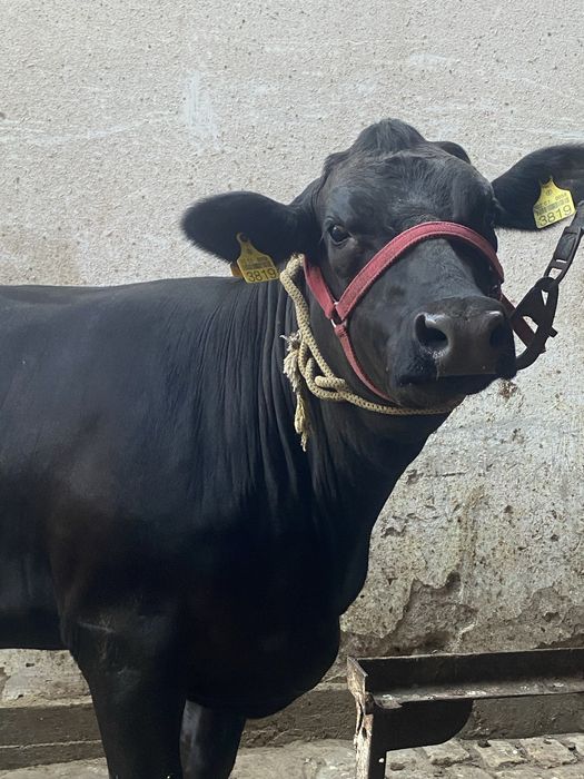 Buğoz sigir angus sotiladi