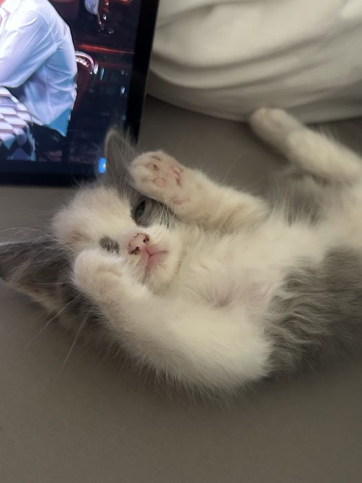 Котенок девочка