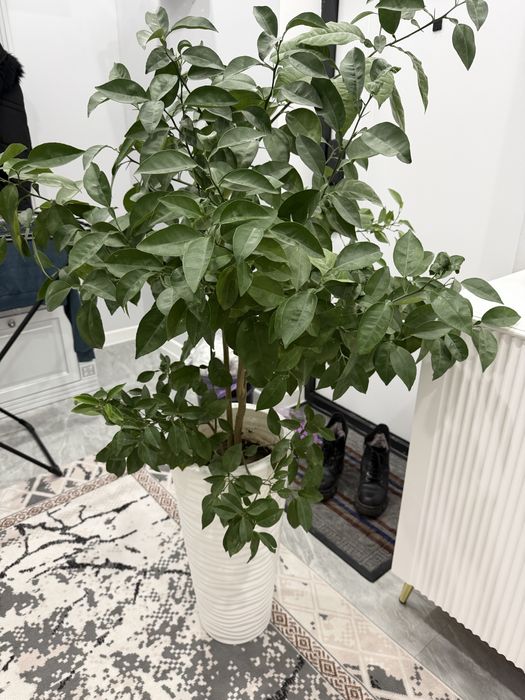 Продам домашний дерева лемона