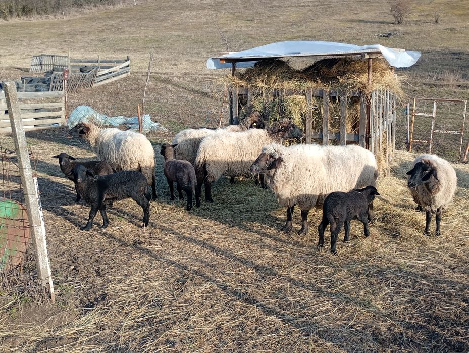 Vând oi bune pentru ținut ,4 oi ,4 miei și 1 berbec,carabașă de Teleor