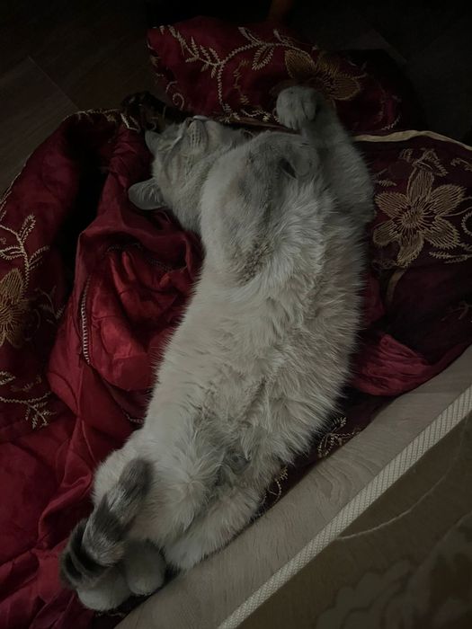 Отдам даром Котика