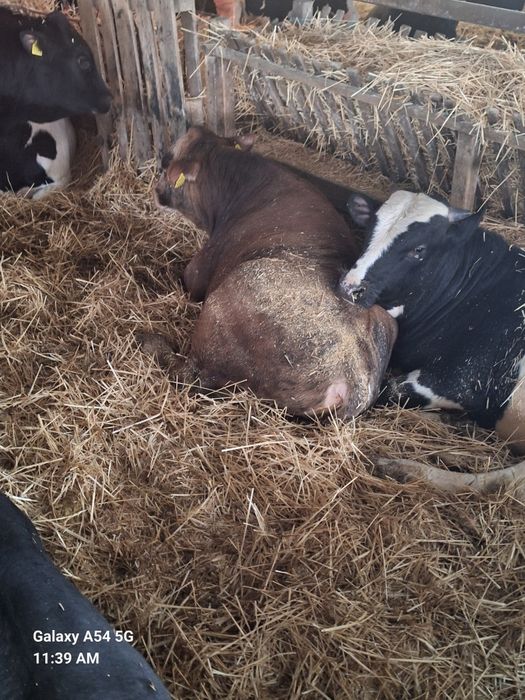 Vând 70 de viței rasa mixta