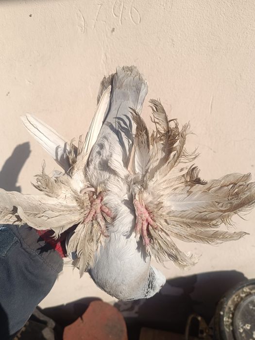 Голуби лохмоногие сиреневые, тасман