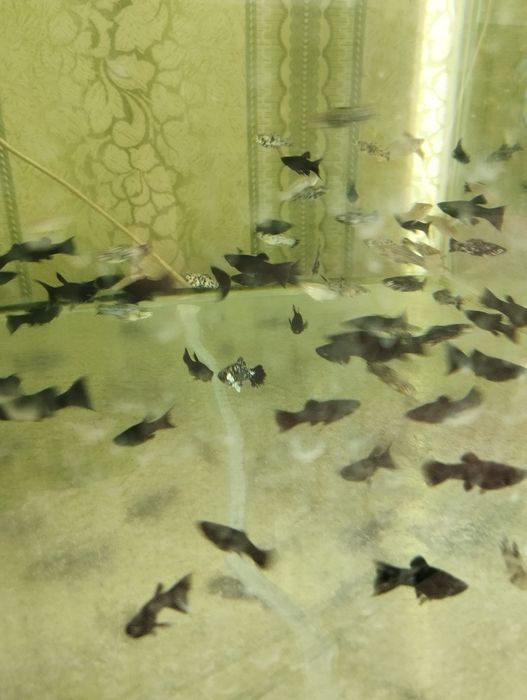 Тернеция Гло аквариумные рыбки