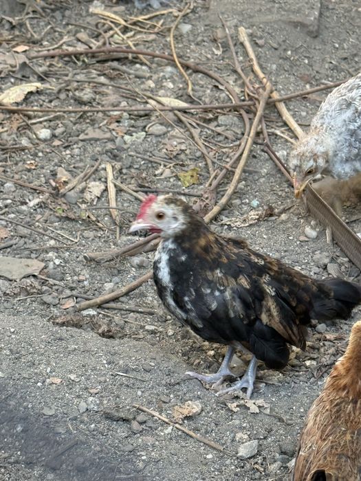 Cocosei pitici ,