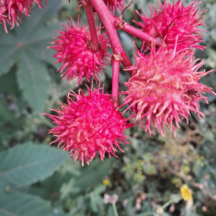 Семена от растение рицин