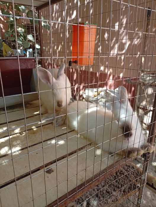 Kaliforniya zotli quyon