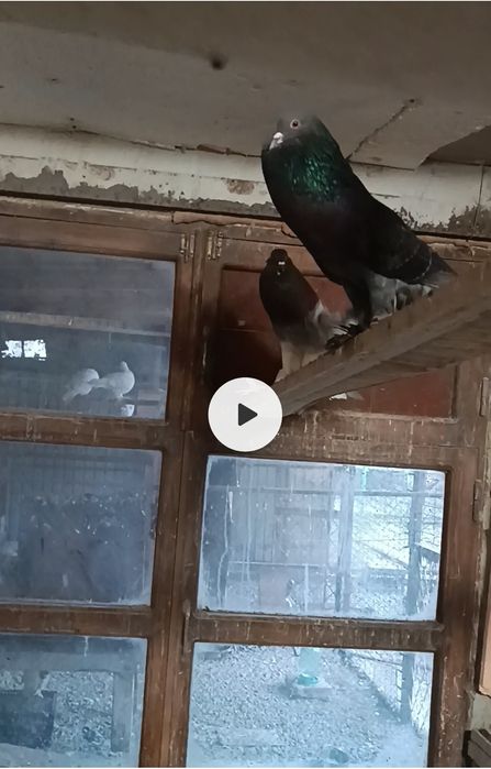 Готовая пара дутышей