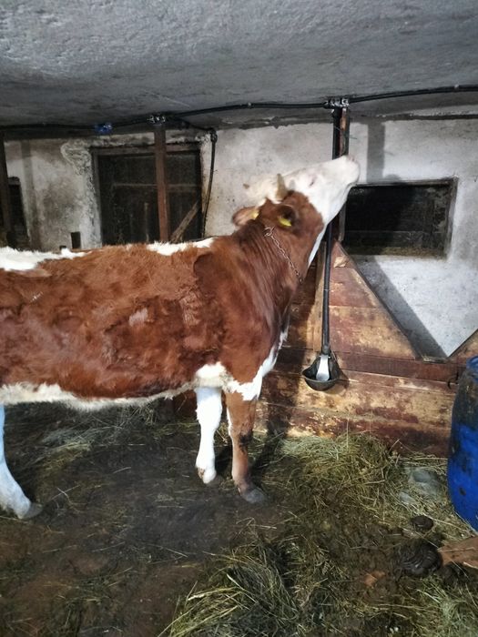 Vând  juninci bălțată gestante