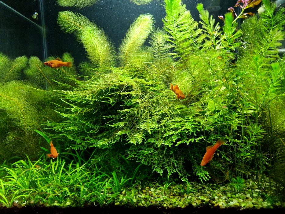 Клуб аквариумистов ВКО