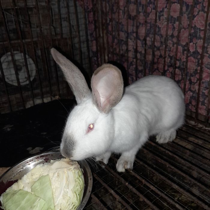 Продам  кроликов