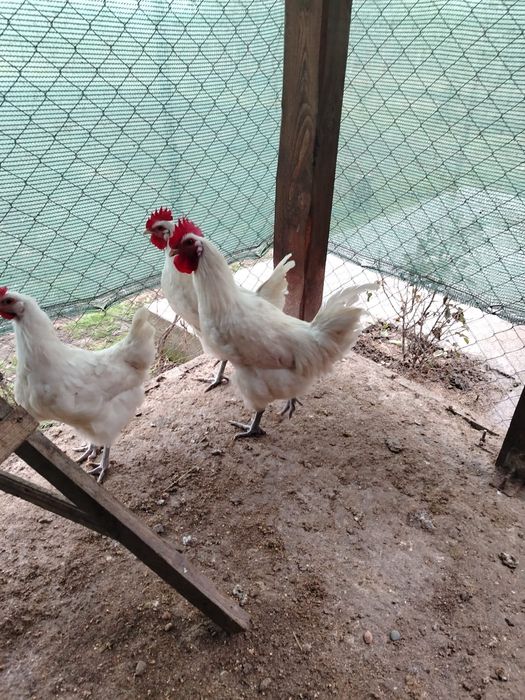 LA Bress cocoși de vanzare