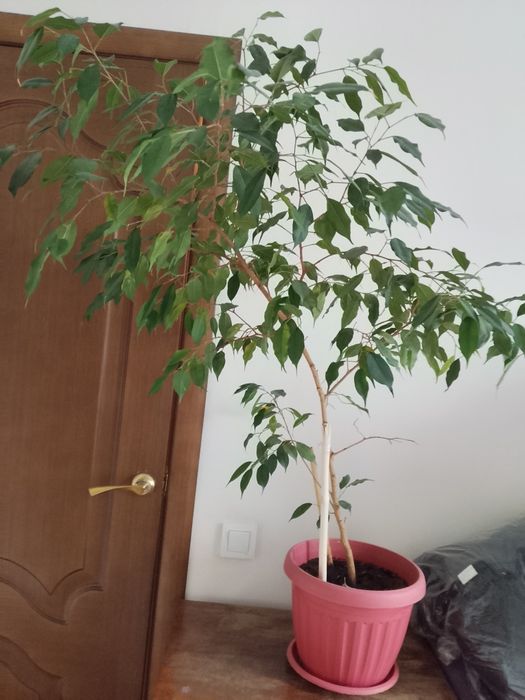 Комнатные растения