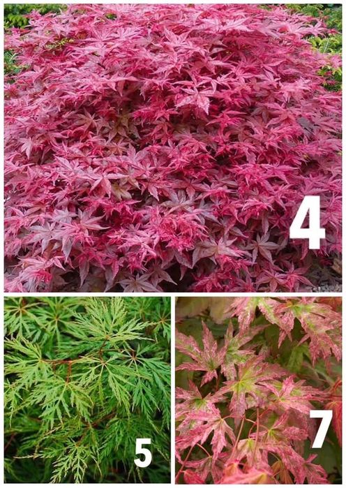 Японски Клен (Acer palmatum)