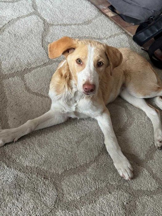 Щенок, метис лабрадора