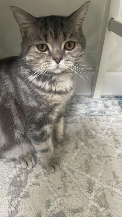 Отдам кота в добрые руки