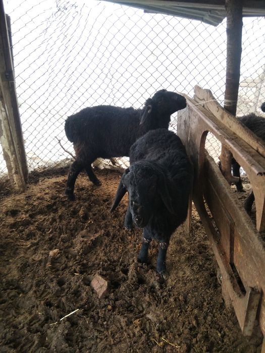 Қуй сотилади срочно