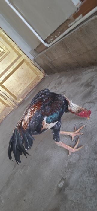 Dakan jo'ja  sotiladi