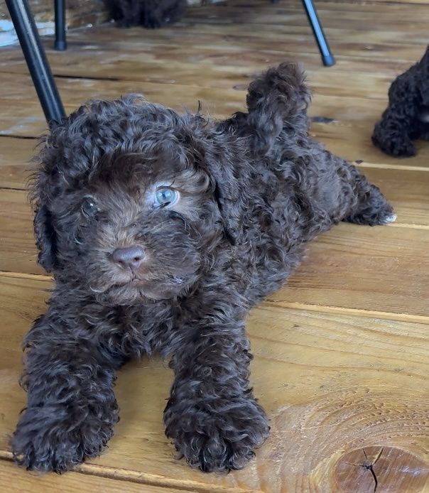Мини пудел Mini poodle