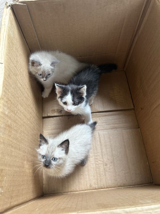 породистые котята сиямскик
