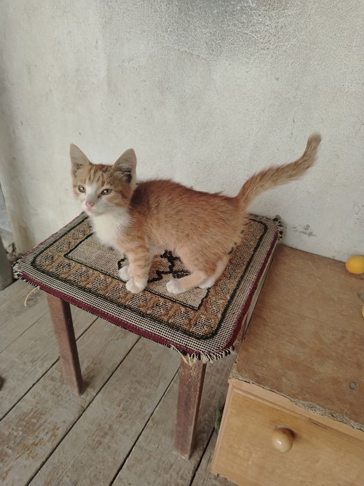 Котенок ищет дом