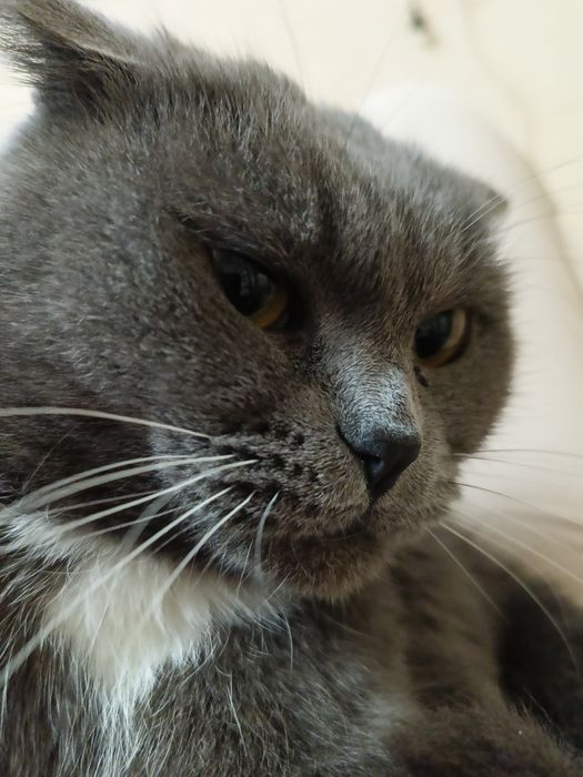 Кошка британка, домашняя 7 лет