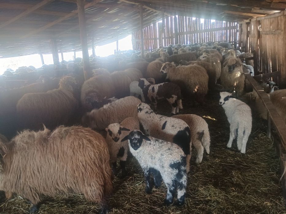 Oi cu miei  de vânzare