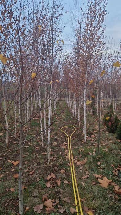 Copaci ornamentali mesteacan betula pendula