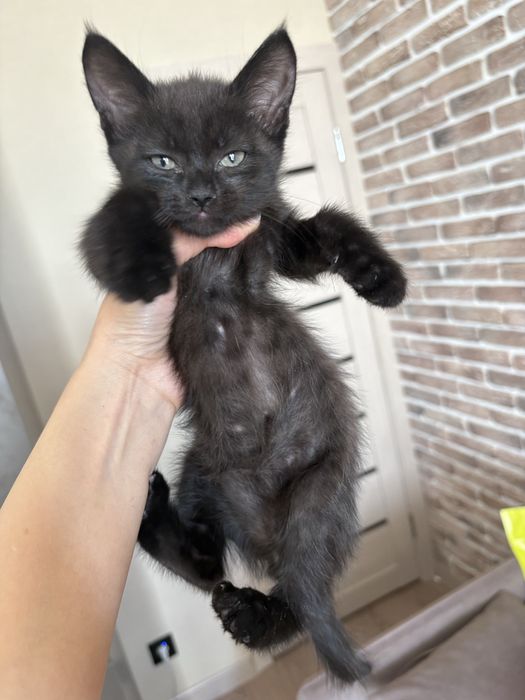 Отдам котенка в добрые руки