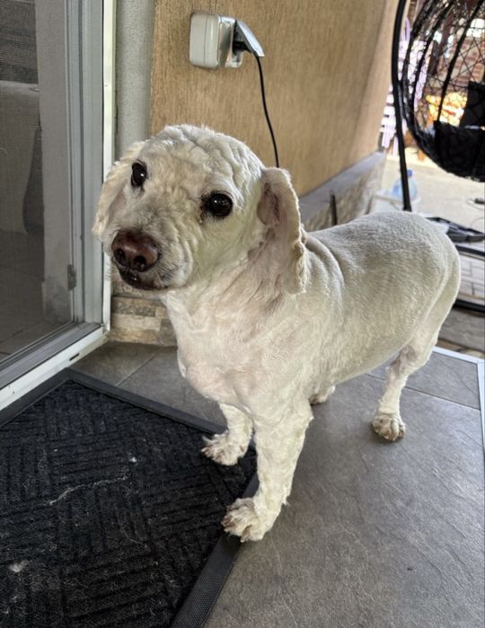 Tuns caini de orice talie