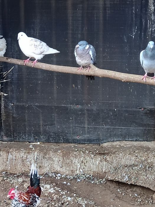 Vând mascul  porumbel sălbatic