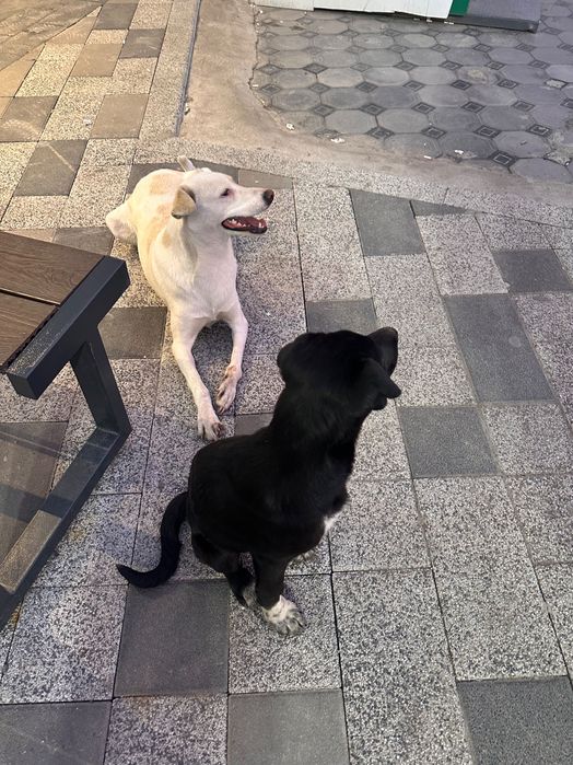 Хочу пристроить собачек