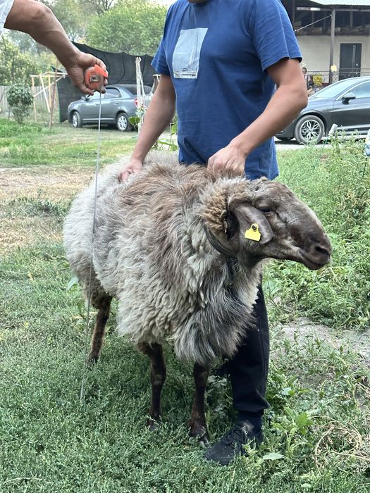 Гисар кошкары сатылады
