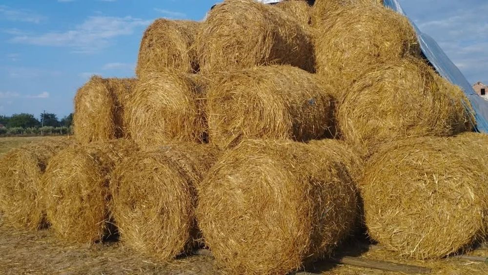Vand baloti de paie de grau la tir