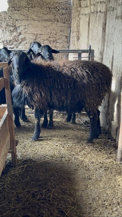 Қошқар сатылады