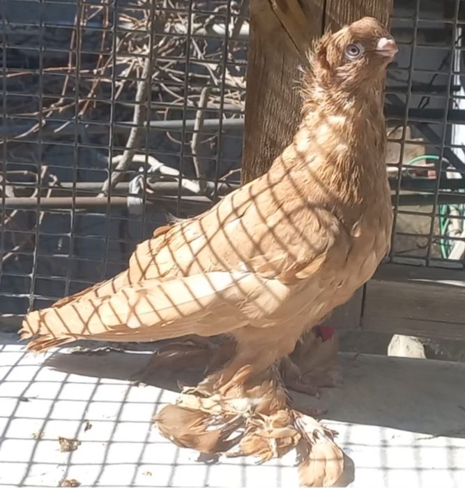 Голуби на продажу город Шымкент