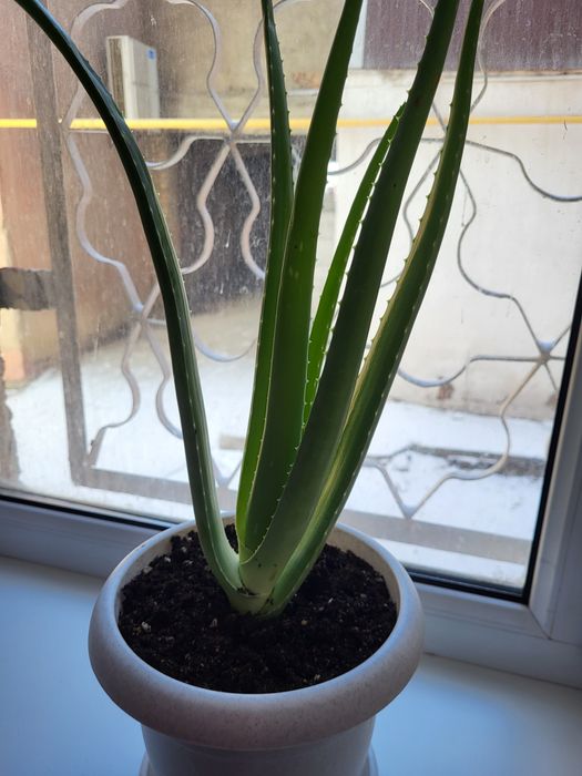 Продам цветок алое