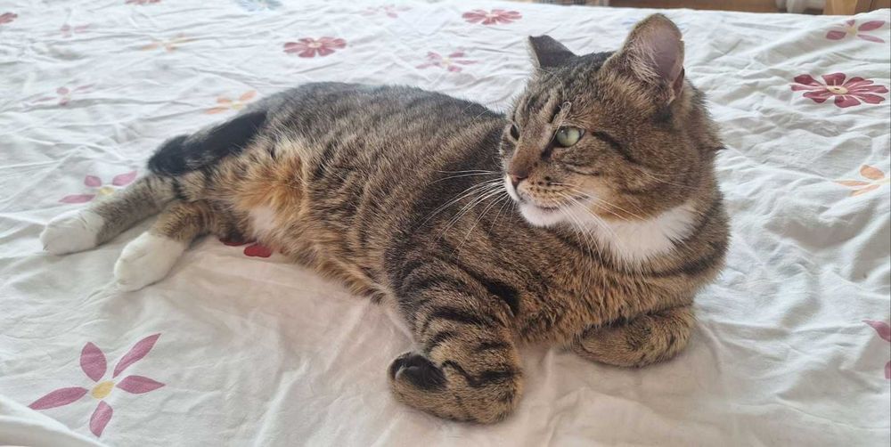 Тиги, 3-годишно коте-терапевт, търси дом!