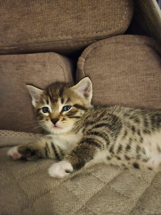 Отдам котят в добрые руки