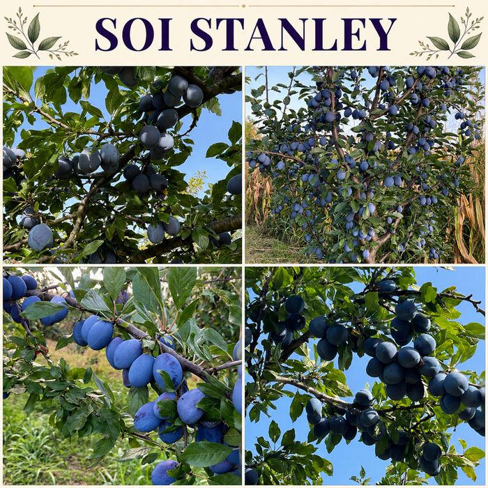 Prune de vânzare