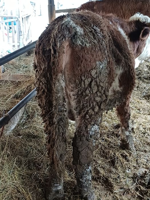 Продам бычка 11мес