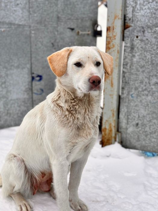 Отдадим щенка лабрадора